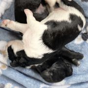 Bordoodle Puppies from Smarti Doodles
