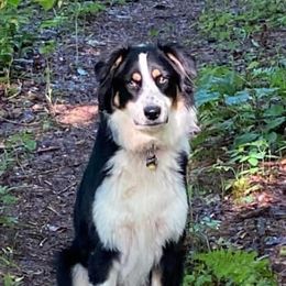 Australian Shepherds from B&C Aussies