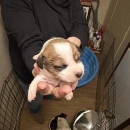 K Boy 1 - Brown and white male Jack Russell Terrier puppy in Maysville, Oklahoma from MO’s Jack Russells