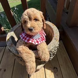 Betsy - Apricot female Goldendoodle puppy in Portland, Tennessee from Happy_Tails_by_TJ