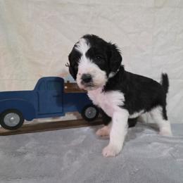 Eve - Black and white female Sheepadoodle puppy in Weatherford, Texas from Oodles of poodles and doodles
