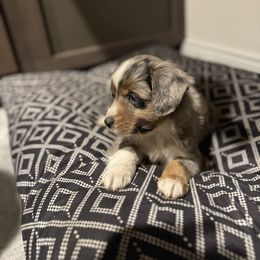 Miniature Australian Shepherd and Toy Australian Shepherd Puppies from T’s Mini and Toy Aussies