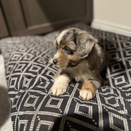 Miniature Australian Shepherd and Toy Australian Shepherd Puppies from T’s Mini and Toy Aussies