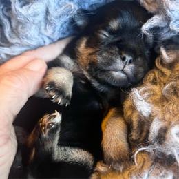 Addie,name TBD Black and tan girl - Silver female Pug puppy in Onalaska, Washington from Cupid’s Pugs