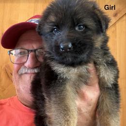 Lucy - Black and red female German Shepherd puppy in Pueblo West, Colorado from 5 Star German Shepherds aka Martin Family German Shepherds