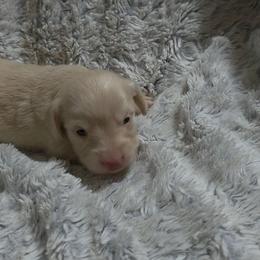 Gunner - Cream male Dachshund puppy in Adolphus, Kentucky from Walker's Dachshunds
