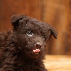 Hector - Brown male Mudi puppy in Gatlinburg, Tennessee from Greenbrier
