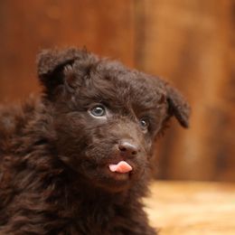 Hector - Brown male Mudi puppy in Gatlinburg, Tennessee from Greenbrier