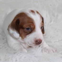 Red Piebald Female - Piebald female Dachshund puppy in Lily, Kentucky from Little Acres Miniature Dachshunds