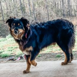 Ace - Australian Shepherd