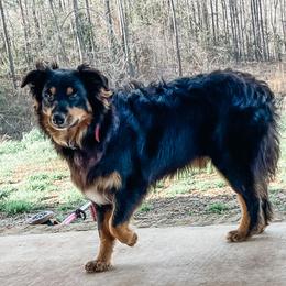 Ace - Australian Shepherd
