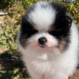 Boy 1 - Black and tan parti male Pomeranian puppy in Newalla, Oklahoma from Classy Poms
