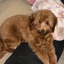 Aspen - Goldendoodle