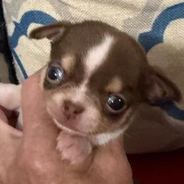 Luigi - Chocolate and white male Chihuahua puppy in Dime Box, Texas from Color Me Crazy Chihuahuas