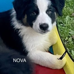 Australian Shepherd Puppies from Lil Klimuk's Australian Shepherds