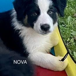 Australian Shepherd Puppies from Lil Klimuk's Australian Shepherds