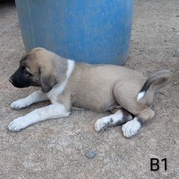 Boy-1 - White male Anatolian Pyrenees puppy in Marysville, Ohio from Brotherton Family Farms