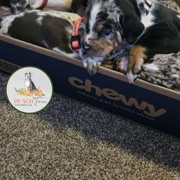 Catahoula Leopard Dog and Pembroke Welsh Corgi Puppies from Peach Tree/Shoreline Catahoulas & Corgis