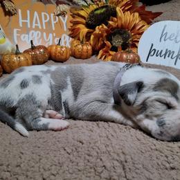 Ruby - Harlequin female Great Dane puppy in Seville, Florida from Caddylicious Great Danes