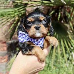 Black & Tan Boy - Black and tan Cavalier King Charles Spaniel puppy in Carlsbad, California from Carlsbad Cavaliers
