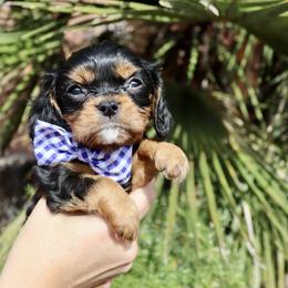 Black & Tan Boy - Black and tan Cavalier King Charles Spaniel puppy in Carlsbad, California from Carlsbad Cavaliers