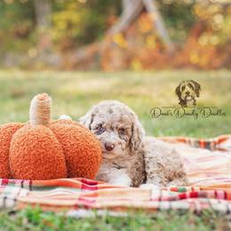 Aussiedoodle Puppies from Dani's Dandy Doodles