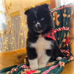 Chap-Azriel - Black male Siberian Husky puppy in Addison, Michigan from Gray Run Siberian Huskies