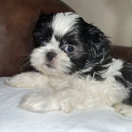 Pepe - Black and white male Shih Tzu puppy in Oak Hills, California from High Desert  Shih Tzu
