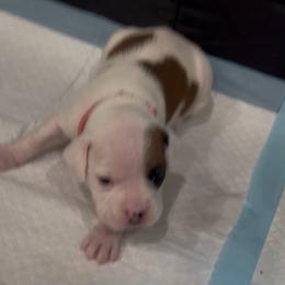 Girl 2 - light pink heart over left eye - White female Boxer puppy in Nashville, Tennessee from Best Friends