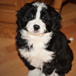 Goldendoodle and Aussiedoodle Puppies from Sister Doodles
