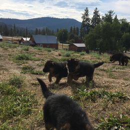 German Shepherd Puppies from Morgen Haus Shepherds