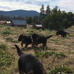 German Shepherd Puppies from Morgen Haus Shepherds
