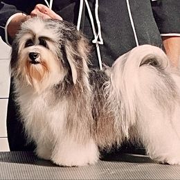 Faith - Havanese