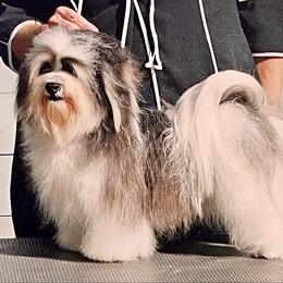 Faith - Havanese