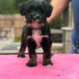 Puppy 2 - Black brown and white male Tibetan Terrier puppy in Sioux City, Iowa from Gemms Affenpinschers, Barbets and Tibetan Terriers