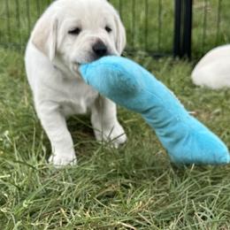 Labrador Retriever Puppies from Faithful Labs