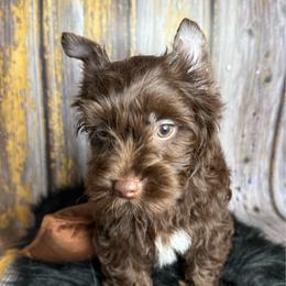 Camden - Chocolate, tan and white male Yorkshire Terrier puppy in Tulsa, Oklahoma from Conns Cuddly Canines