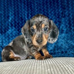 Girl 2 - Dapple female Dachshund puppy in Elizabethtown, Kentucky from Lavender and Willow Dachshunds