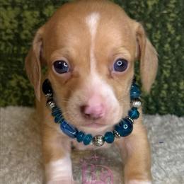Eppi - Cream female Dachshund puppy in Lexington, Oklahoma from BooneDox Miniature Dachshunds