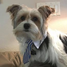 Yorkshire Terriers from YorkiePupsofTexas.com