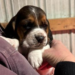 Boy 2 - Black brown and white male Basset Hound puppy in Noblesville, Indiana from Russell Bassets