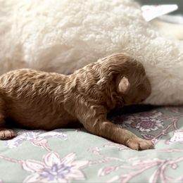 Bustelo - Cafe au lait male Poodle puppy in New York, New York from Jessica’s Poodles