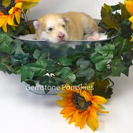 Pomsky Puppies from Gemstone Pomskies