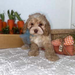 Graham - Blenheim male Cavapoo puppy in Fayetteville, Arkansas from Silver Hill Farm