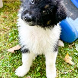 Australian Shepherd Puppies from Highland Haven Australian Shepherds