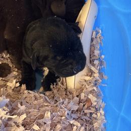 Boy 1 - Black male Labrador Retriever puppy in Davenport, New York from New England Premier English Labradors