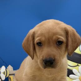 Light Blue - Yellow male Labrador Retriever puppy in Heath Springs, South Carolina from Rich Hill Retrievers
