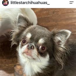 Madi - Chihuahua