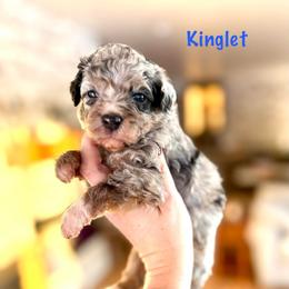 Kinglet - Merle male Bernedoodle puppy in Midland, Michigan from Northern Charm Farm