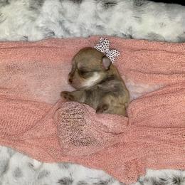 Miniature Schnauzer Puppies from Schnauzers on Robinson Lane